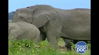 El mayor mamífero terrestre del planeta: la historia del Elefante Africano (DOCUMENTAL COMPLETO)