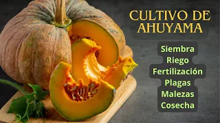 CULTIVO DE AHUYAMA. (Calabaza o Zapallo) en la región Caribe - NUEVA EDICIÓN