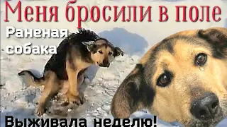 Собака ползала через дорогу/ей некуда было деться/замёрзшая и голодная она ждала помощи/save the dog