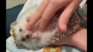 How to build trust with a grumpy hedgehog