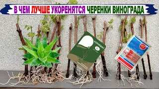 🍇 Укоренение ЧЕРЕНКОВ винограда в АЛОЭ, ДРОЖЖАХ и КОРНЕВИНЕ. Что лучше? Химия или природа?