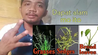 Tatlong Klase ng Damo sa Palayan | Grasses , Sedges at Broadleaves | Dapat Alam mo ito