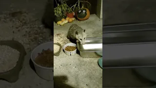 An Opossum Visits Us! 🐾