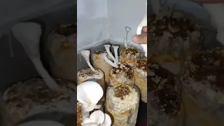 1st Flushing of Oyster Mushroom fruiting bag