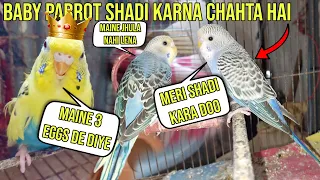 Baby Budgie Parrot Want To Get Married | Baby Budgie Parrot Shadi Karna Chahta Hai 😂