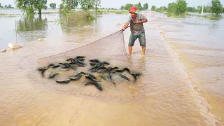 Amazing Using Caste Net Fishing in Flood Water - Easy Catch Many Catfish & Copper Snakehead Fish