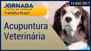 Trabalha Brasil: Acupuntura Veterinária