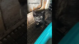 How to tame feral kittens that bite and scratch part 1