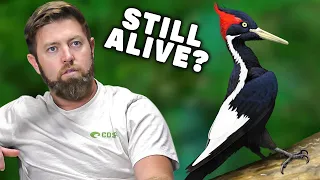 Wildlife Expert Reviews Extinct Ivory-Billed Woodpecker Photos