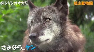 ケン...「オオカミの森」とともに（旭山動物園）Eastern timber wolf "Ken" passed away