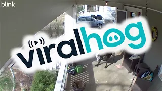 Dog Breaks Through Front Door and Chases Delivery Guy || ViralHog