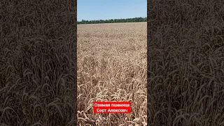 Уборка озимой пшеницы Алексеич | 20.06.2023