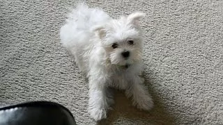 Cute Maltese puppy dog barking and playing funny videos puppies doing cute dogs bark things