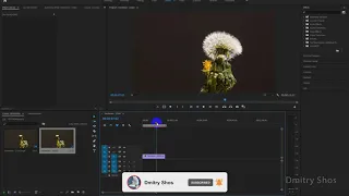 Как сделать видео наоборот (инверсия) - Уроки Adobe Premiere