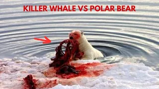 When A Hungry Orca Meets A Polar Bear | Killer Whale vs Polar Bear