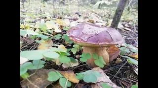 Ведро грибов в октябре? Легко! Рядовки и польские белые грибы. Сбор грибов в Подмосковье. 2019.