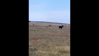 Дикие лошади 🐎 Крым