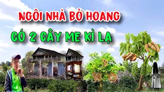 Ngôi nhà bỏ hoang có 2 cây me kì lạ