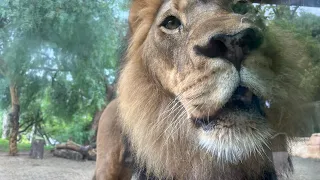 🦁Meet Bo The New African Lion👑~ San Diego Zoo Safari Park ~ 6/19/2023