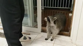 Friendly Racoon