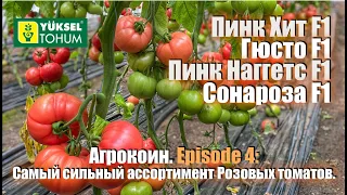 Агрокоин. Самый сильный ассортимент розовых томатов. Episode 4