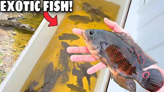 COLLECTING AQUARIUM FISH in the FLORIDA EVERGLADES!