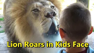 Lion Roars in Kids Face | Lincoln Park Zoo Chicago