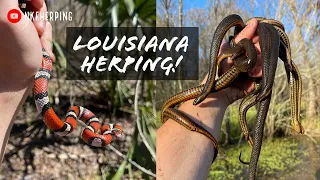 Epic Spring Snake Hunting in Louisiana! Finding Dozens of Snakes Under Tin! (Stunning Milksnake!)