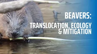 Introduction to Beavers: Translocation, Ecology and Mitigation