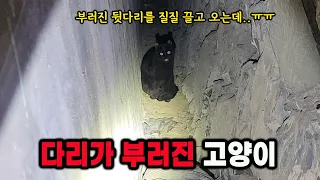 다리가 부러진 채로 엄마를 기다리는 고양이.. (고양이탐정)