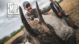 Texas Nilgai Hunt | Mark V. Peterson Hunting