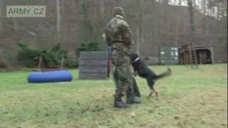 Konkurz na psí vojáky - výběr služebních psů AČR (HD kvalita)