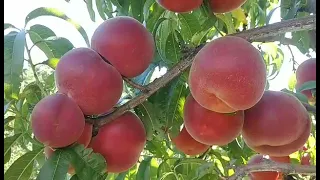 Персик Фіделія. Peach Fidelia. Смачнющий і дуже гарний сорт