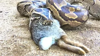 Python takes a Feeder Rabbit (Time Lapse x3)