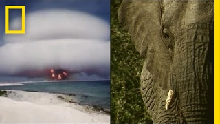 How Nuclear Bombs are Helping Fight Elephant Poachers | National Geographic