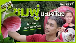 ชมพู่มะเหมี่ยว เนื้อนุ่มฟู เปรี้ยวหวานจับใจ | มหาอำนาจบ้านนา