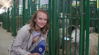 У кого овца круче? Как прошла вечеринка овцеводов и козоводов в Улан-Удэ