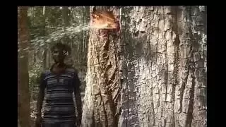 Amazing Tree - squirting water like a pump
