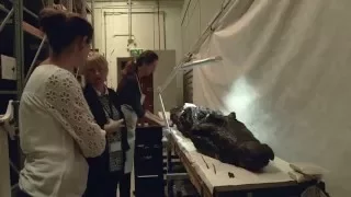 Conservation of a crocodile mummy Ancient Egypt ● Ancient History Documentary