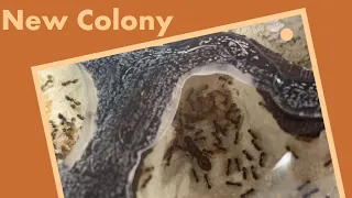 Meet my new colony! Booming monomorium colony.