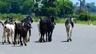 Wow many goat happy walk eat grass on the road