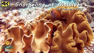 Snorkeling at Maldives / Embudu Village / 28 February 2020 / HighLights / 4k 2160p