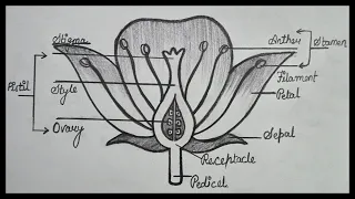 How To Draw Longitudinal Section Of Flower || How To Draw Flower Diagram || Step By Step
