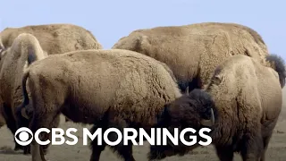 CBS Reports explores American bison's return from the brink of extinction