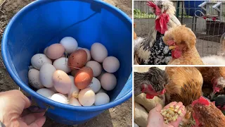 I don't need those eggs. This is the only way I feed chickens.