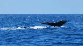 Best Whale Watching Tour in Waikiki - The Adventure Boat