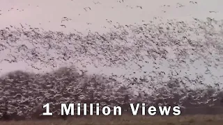 Thousands of Snow Geese Come In For A Landing. One Million Views!
