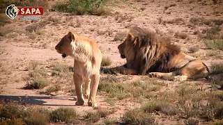 Captive-bred Lions Released into the Wild