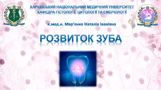 Розвиток зуба (одонтогенез)