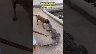 The dog fought with the crocodile, 🐕🐊🤣#viral #trending #shorts #youtubeshorts